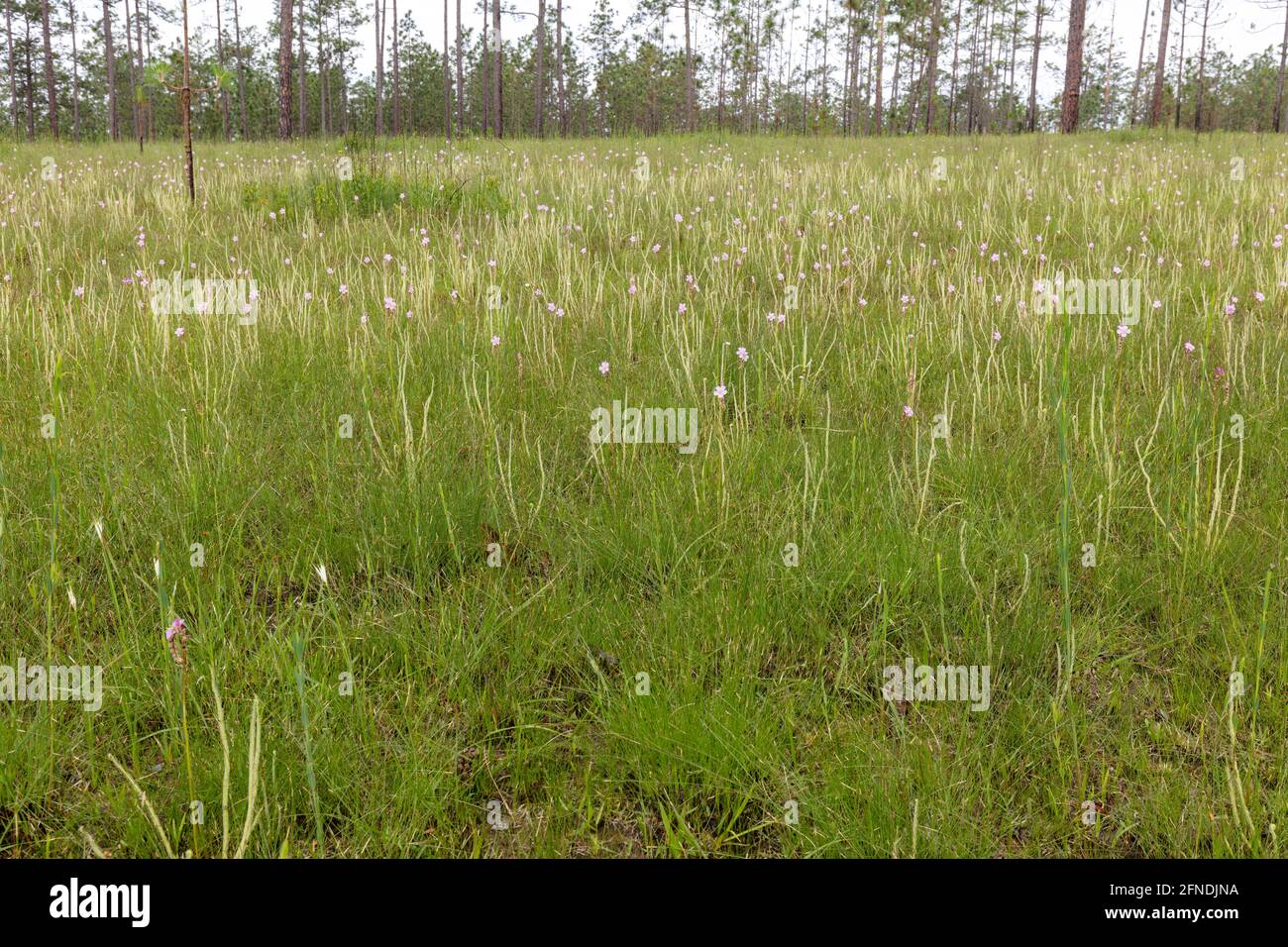 Fadenblättrige blühende Sonnentauben (Drosera tracyi), Florida, Panhandle, Spring, USA, Von James D. Coppinger/Dembinsky Photo Assoc Stockfoto