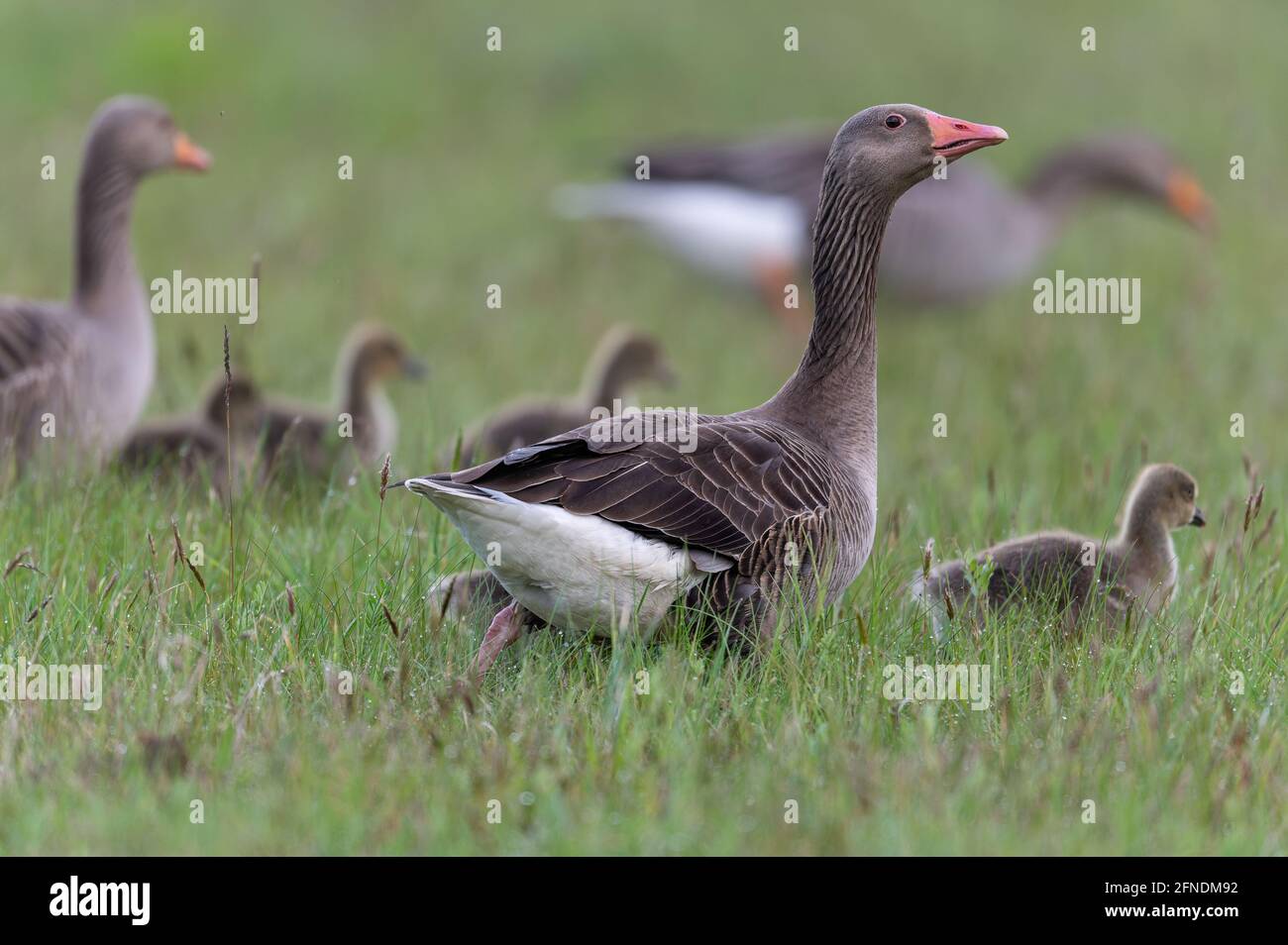 GFroup oder Gaggle von Gänsen anser anser einschließlich Jugendliche auf der Bewegung in Norfolk, Großbritannien Stockfoto