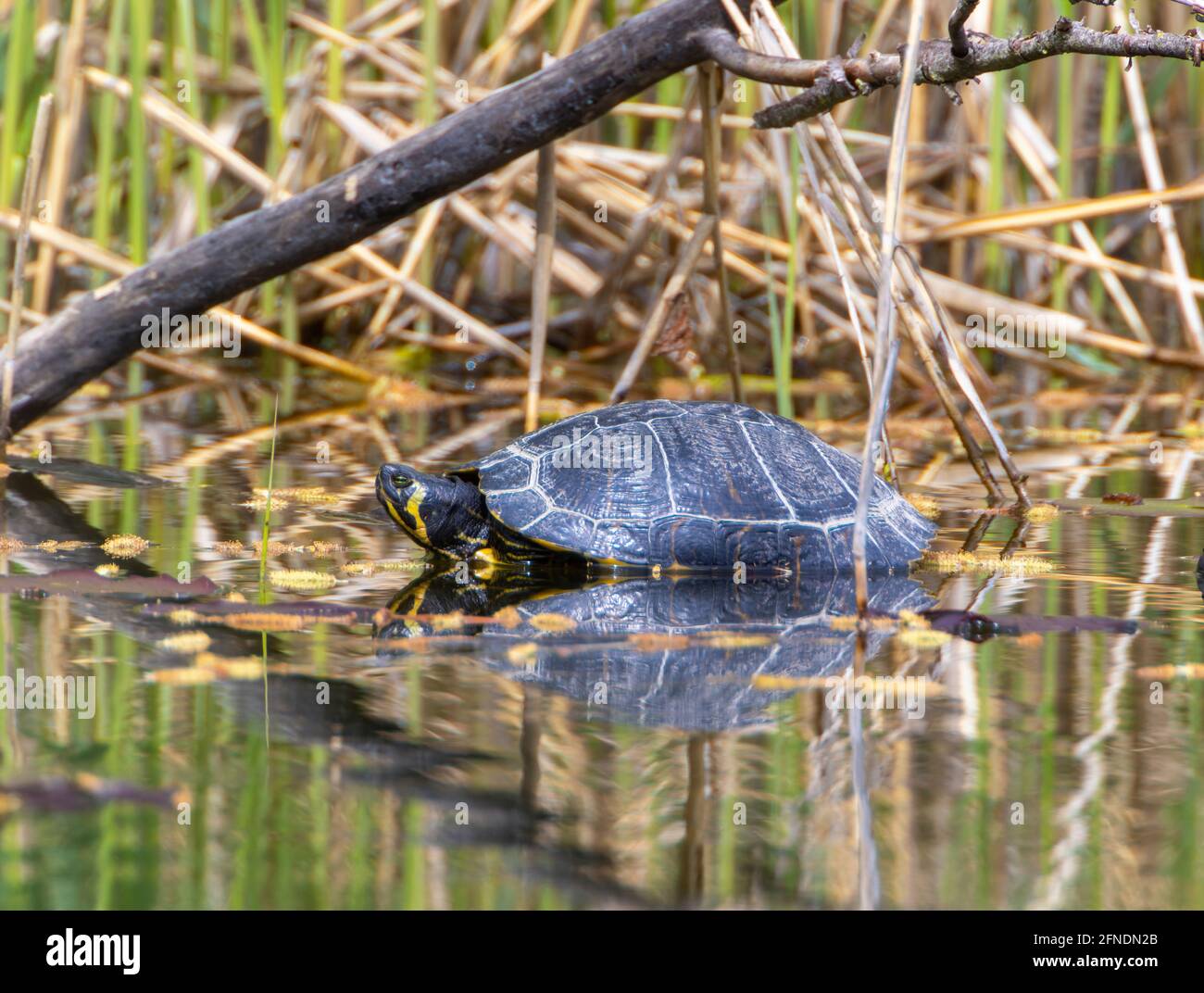 Ein gelbbauchiger Slider (Trachemys scripta scripta) im Ziegeleipark Heilbronn, Deutschland, Europa. Stockfoto