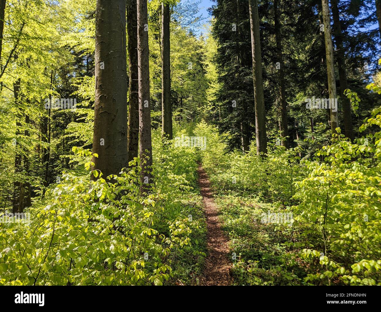 Wanderweg durch den frisch blühenden Wald im Frühling in bauma. Toestal im Zürcher Oberland Schweiz Stockfoto