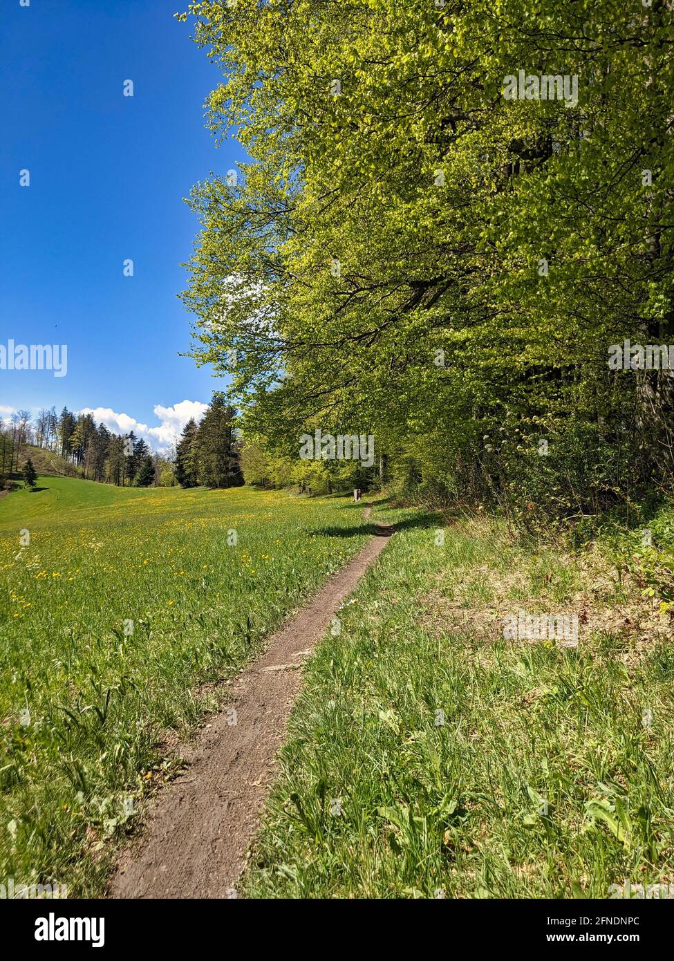 Frühling im zürcher oberland. Wanderweg durch die Hügellandschaft mit blühenden Blumen. Toestal Bauma Stockfoto
