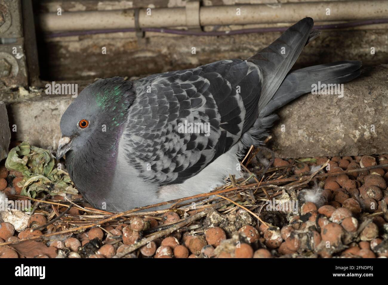 Feral Pigeon, Columba livia domestica, erwachsener Vogel auf Nest, der zwei Eier brütet, London, Großbritannien Stockfoto