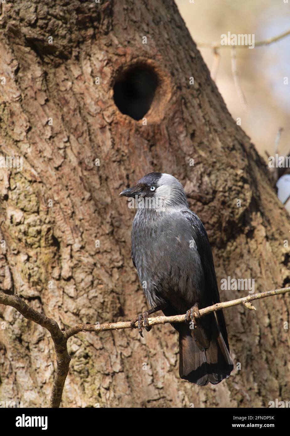 Adult Jackdaw, Corvus monedula, thront neben einem Nestloch im Baum, Richmond Park, London, Großbritannien Stockfoto