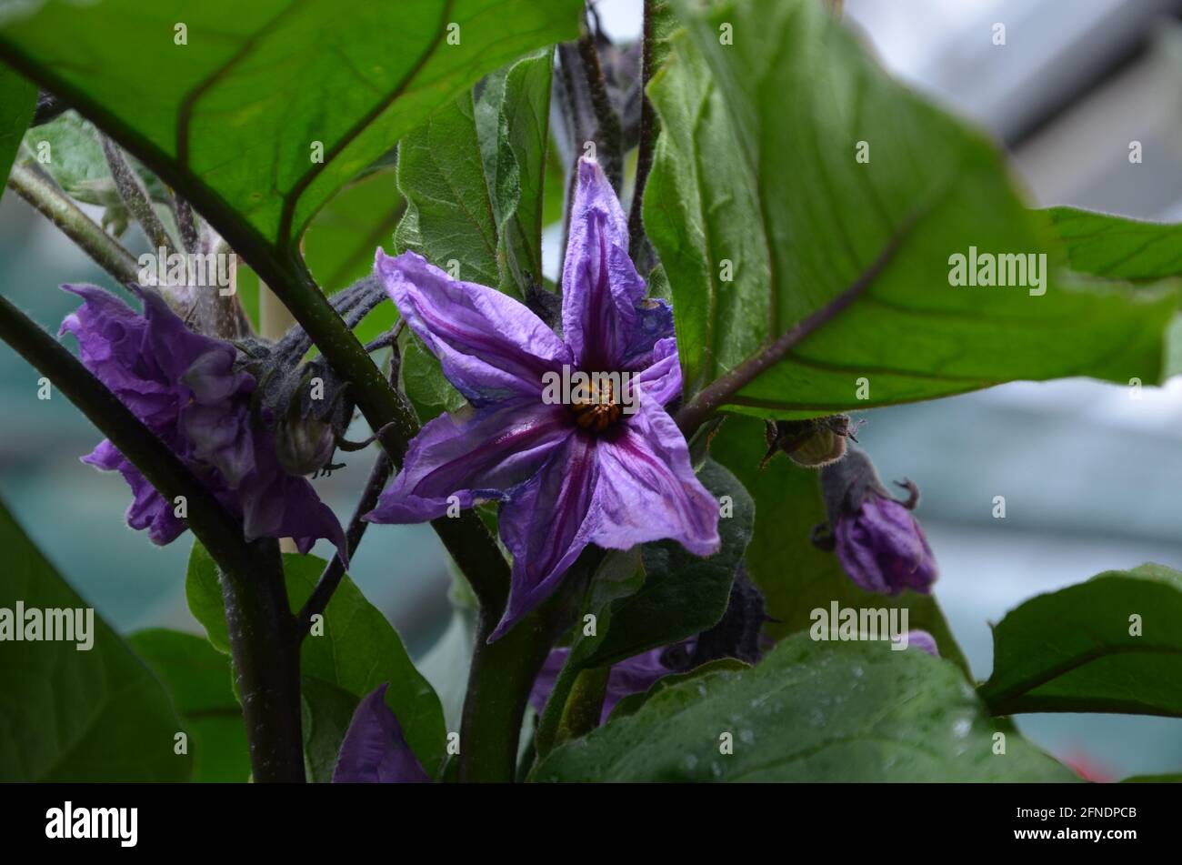 Blühende Aubergine, Aubergine im Garten, lila Auberginen-Blüten, Auberginen Stockfoto