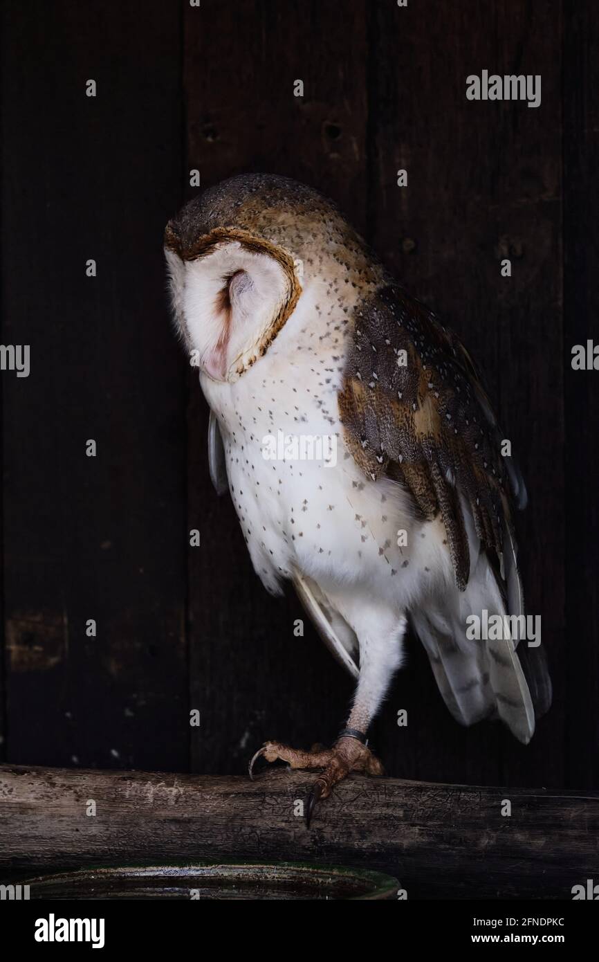 Eule-Portrait mit Blick auf eine Seite im Vogelpark aus nächster Nähe Stockfoto