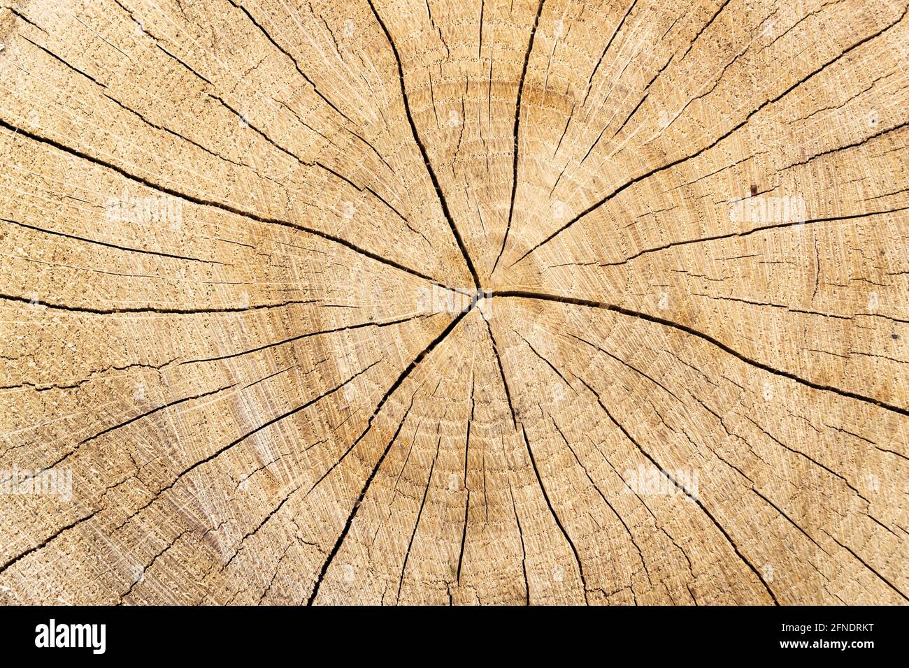 Querschnitt des Holzes in Nahaufnahme. Baumstamm mit Baumringen und Rissen Stockfoto