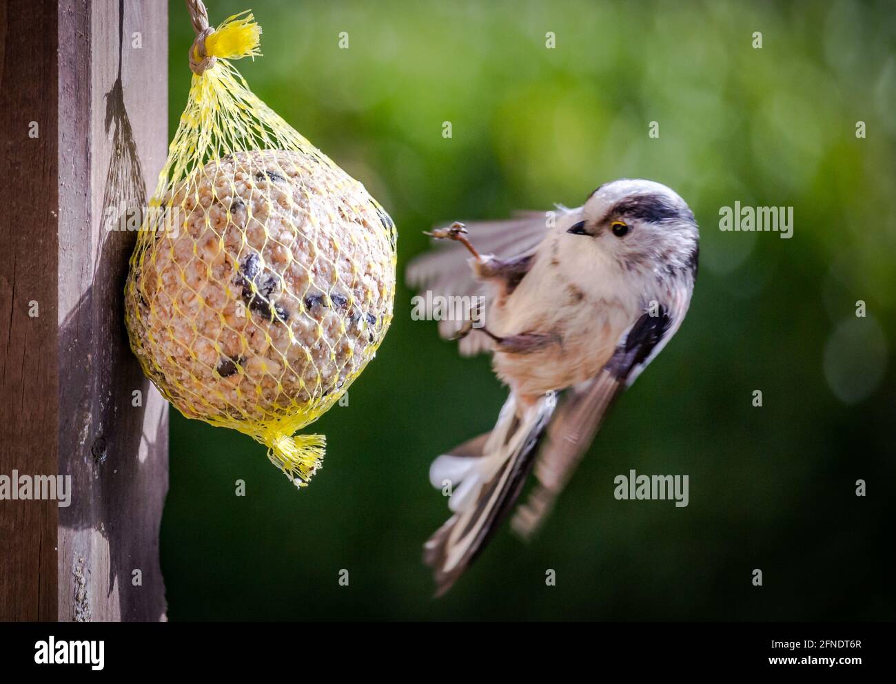 Langschwanzmeise, die sich im Garten auf den Fettball ernährt Stockfoto