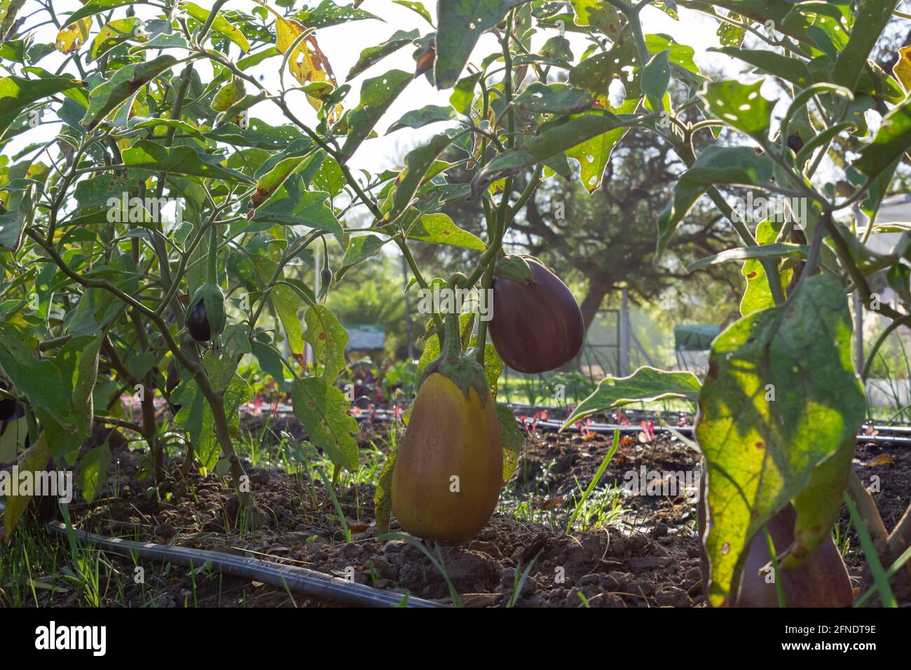 Bio-Auberginen im Gemüsegarten an einem sonnigen Tag. Stockfoto