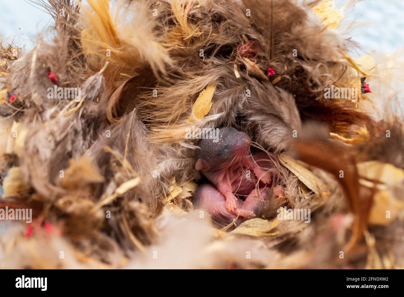 Junge Maus, Mus musculus, im Nest aus Federn und anderen Materialien. Stockfoto