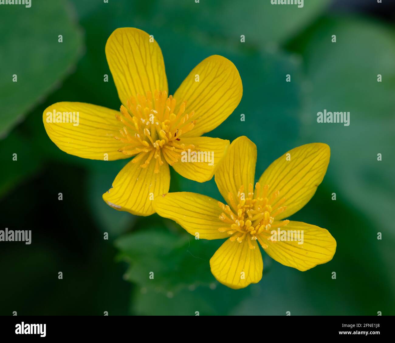 Gelbe Sumpfblumen, Caltha palustris, wächst in einem Adirondack Mountains, NY Feuchtgebiet. Stockfoto