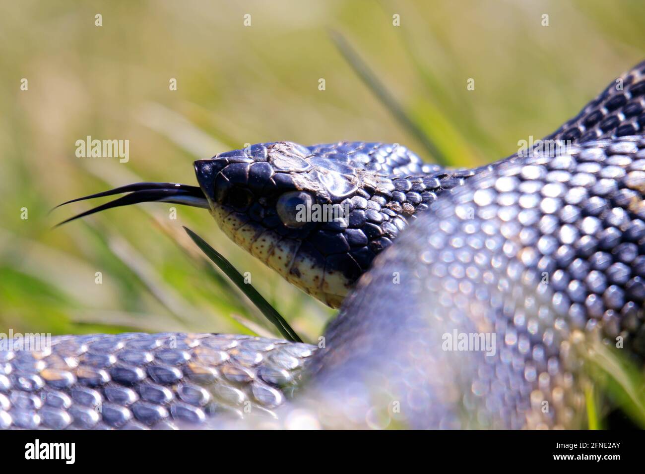 Eine ganz schwarze Ostschlange, die in einem Abwehrmechanismus den Hals ausragt. Diese Schlange ist harmlos, wird aber auspuffen, um wie eine Kobra auszusehen. Stockfoto