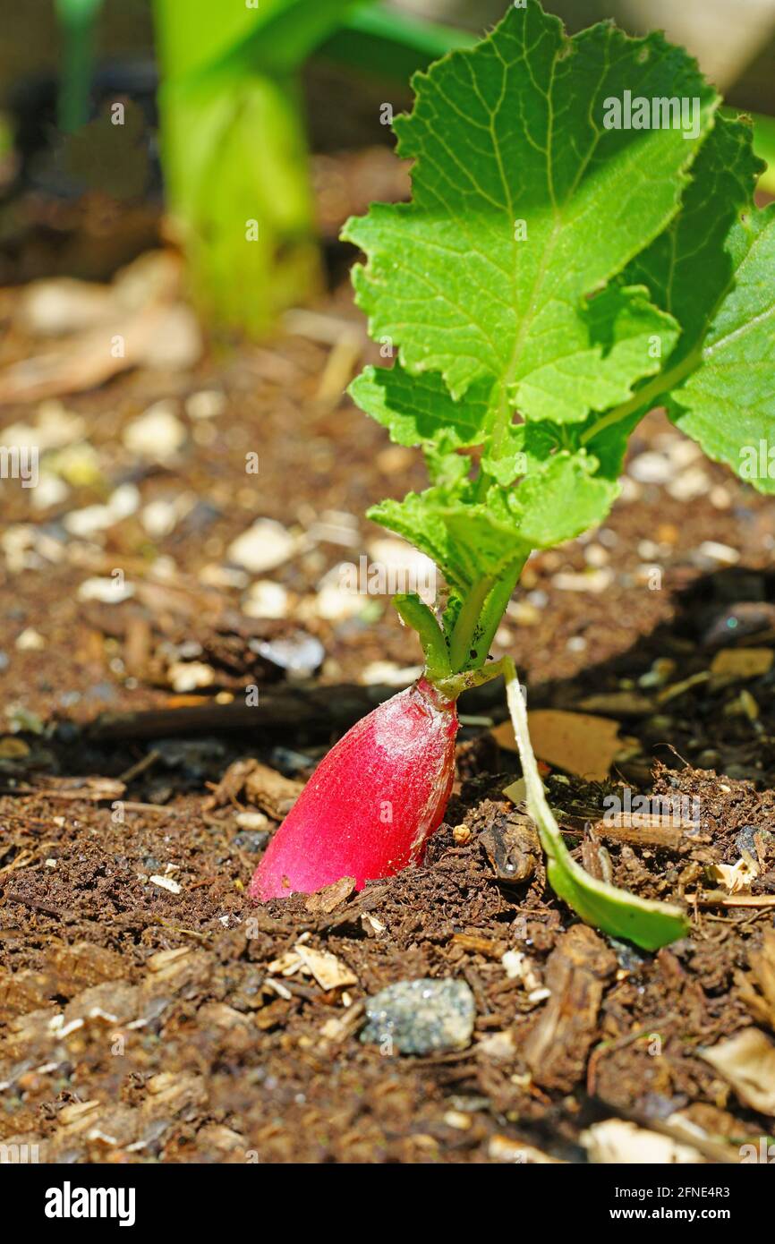 Ein frisches französisches Frühstück Rettich wächst im Gemüsegarten Stockfoto