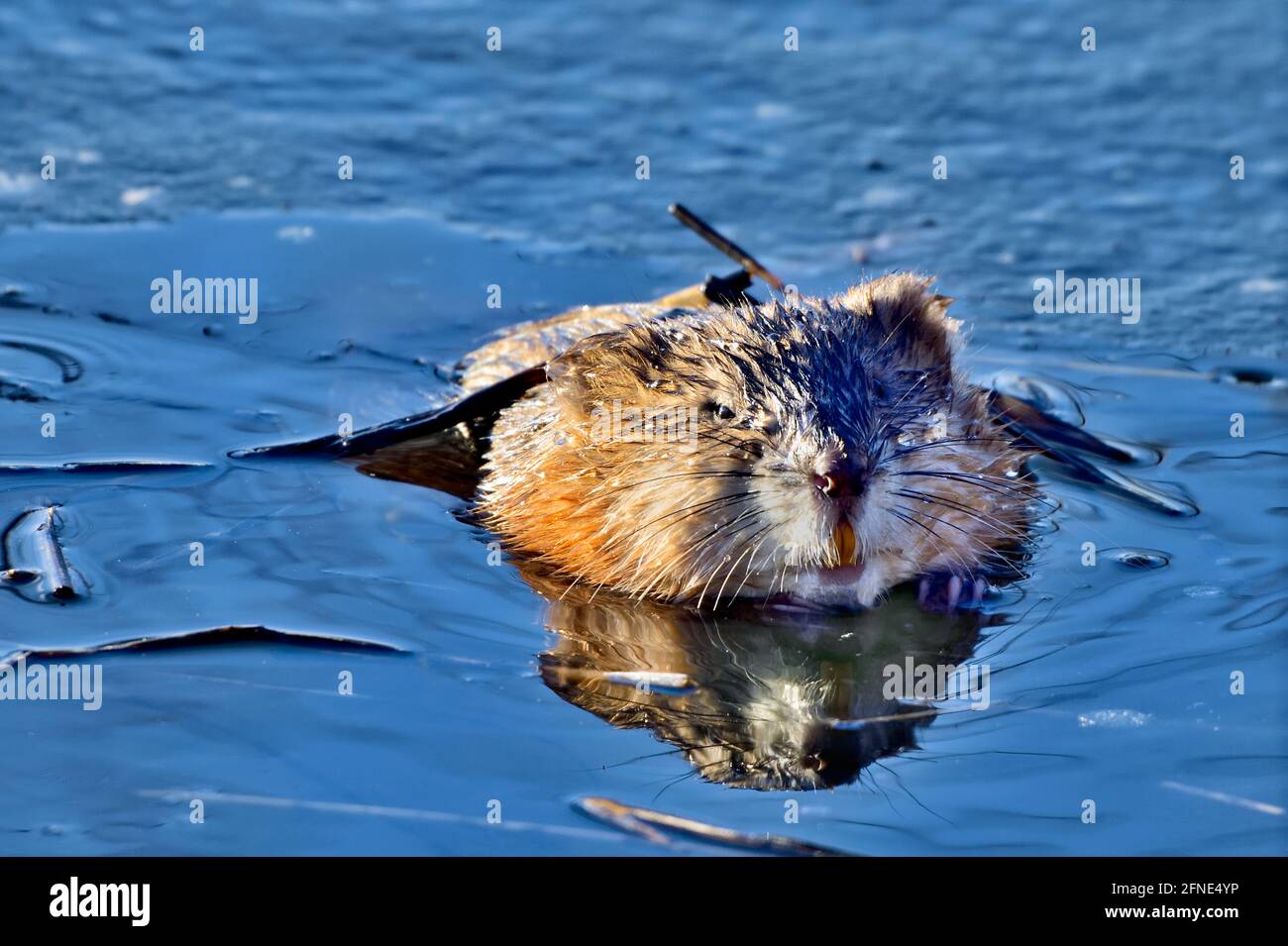 Eine wilde Bisamratte 'Ondatra zibethicus'; bricht durch das dünne Eis auf der Wasseroberfläche eines Biberteiches im ländlichen Alberta Canada Stockfoto