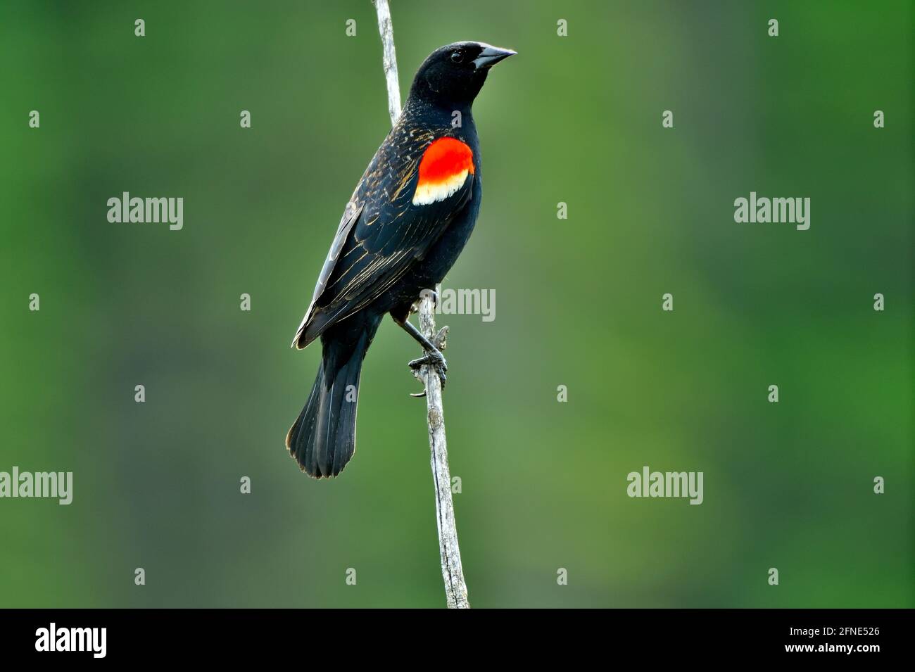 Ein erwachsener Rüde Rotflügelamsel 'Agelaius phoenicus', der auf einem toten Baumzweig in einem sumpfigen Gebiet im ländlichen Alberta, Kanada, thront. Stockfoto