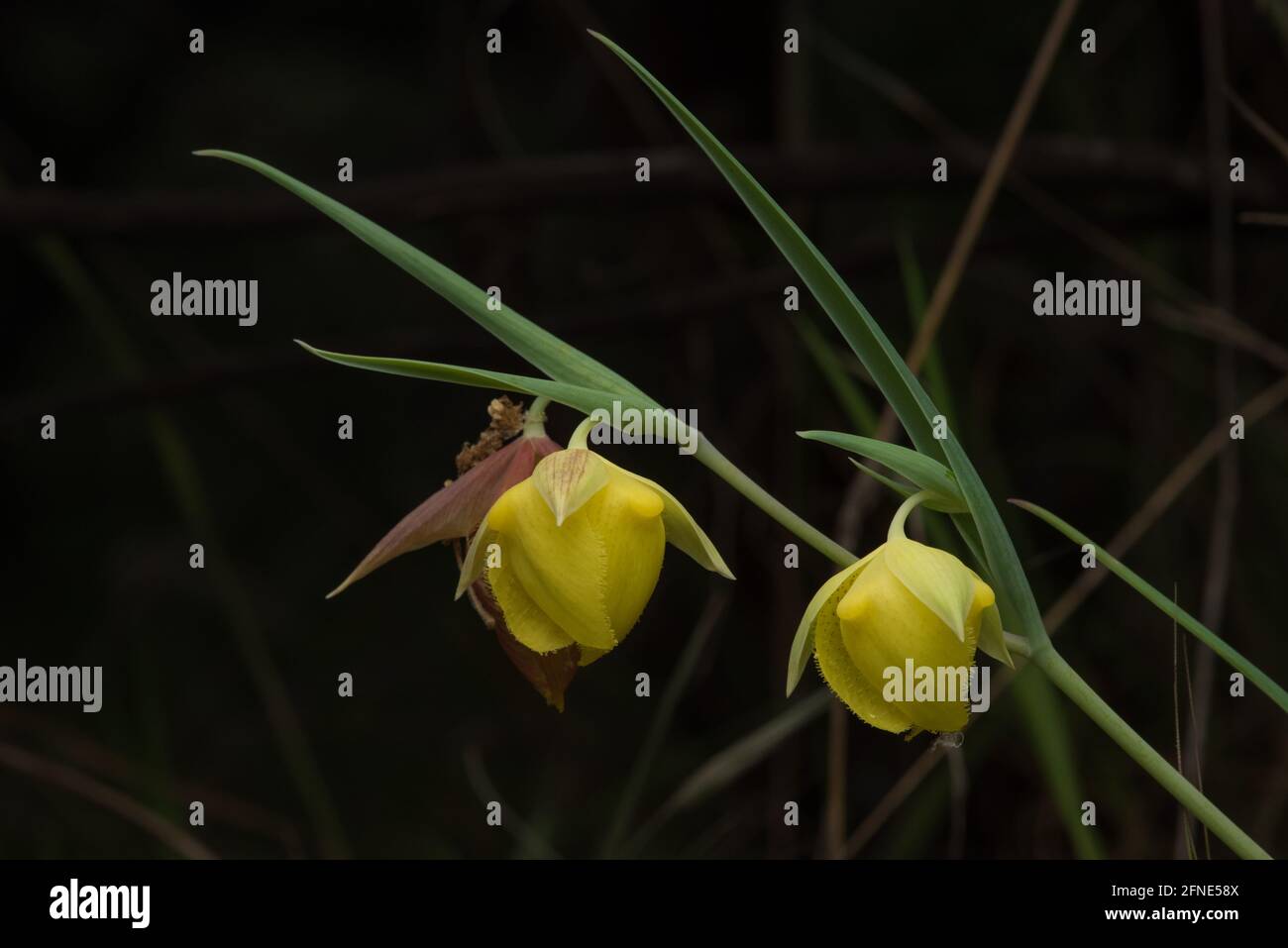 Mt. Diablo-Feenlaterne (Calochortus pulchellus) eine Globenlilie-Wildblume, die in einem kleinen Teil der San Francisco Bay Area in Kalifornien endemisch ist. Stockfoto