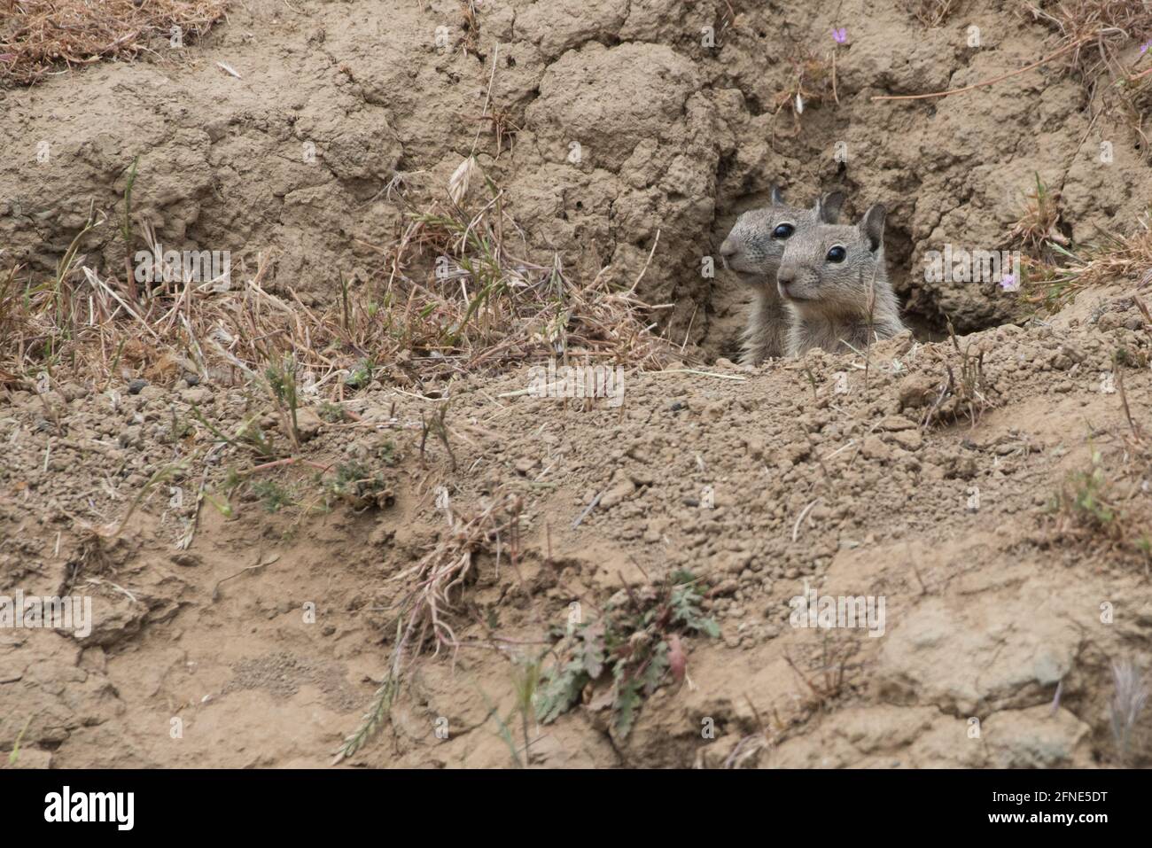 Ein Paar kalifornische Bodenhörnchen (Otospermophilus beecheyi) schaut aus ihrem Eichhörnchen-Bau in der ariden East Bay Region von CA. Stockfoto