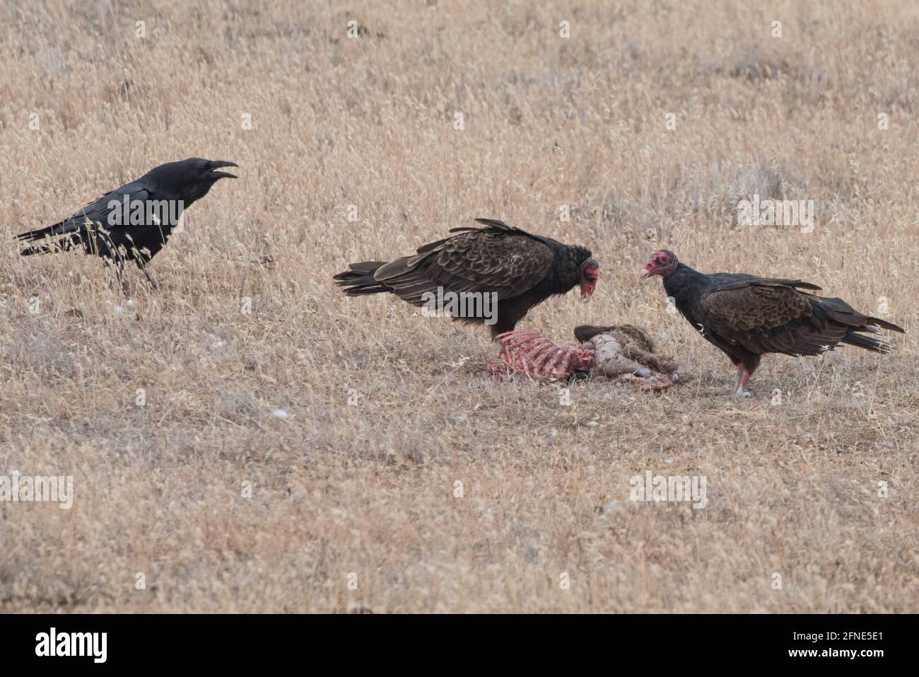 Ein Paar putengeier (Cathartes Aura) durchwühlte ein totes Tier in einer ariden Region Kaliforniens, während ein Rabe (Corvus corax) auf sich schaut. Stockfoto