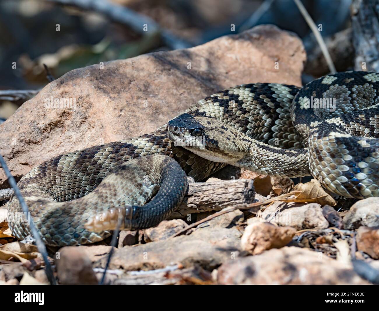 Eastern Black-tailed Rattlesnake, Crotalus, ornatus, in Chisos Basin, Big Bend National Park, Texas, USA Stockfoto