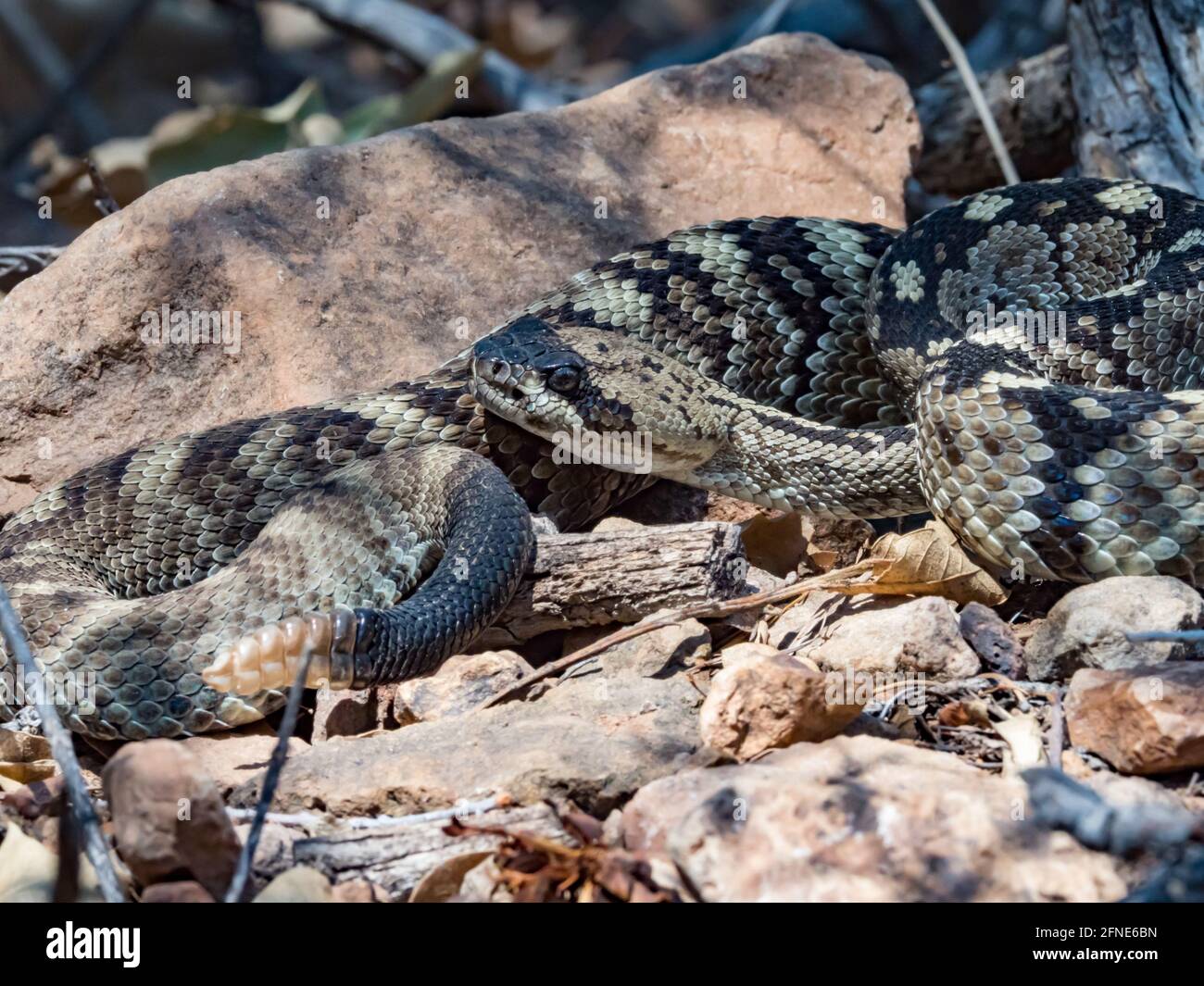 Eastern Black-tailed Rattlesnake, Crotalus, ornatus, in Chisos Basin, Big Bend National Park, Texas, USA Stockfoto
