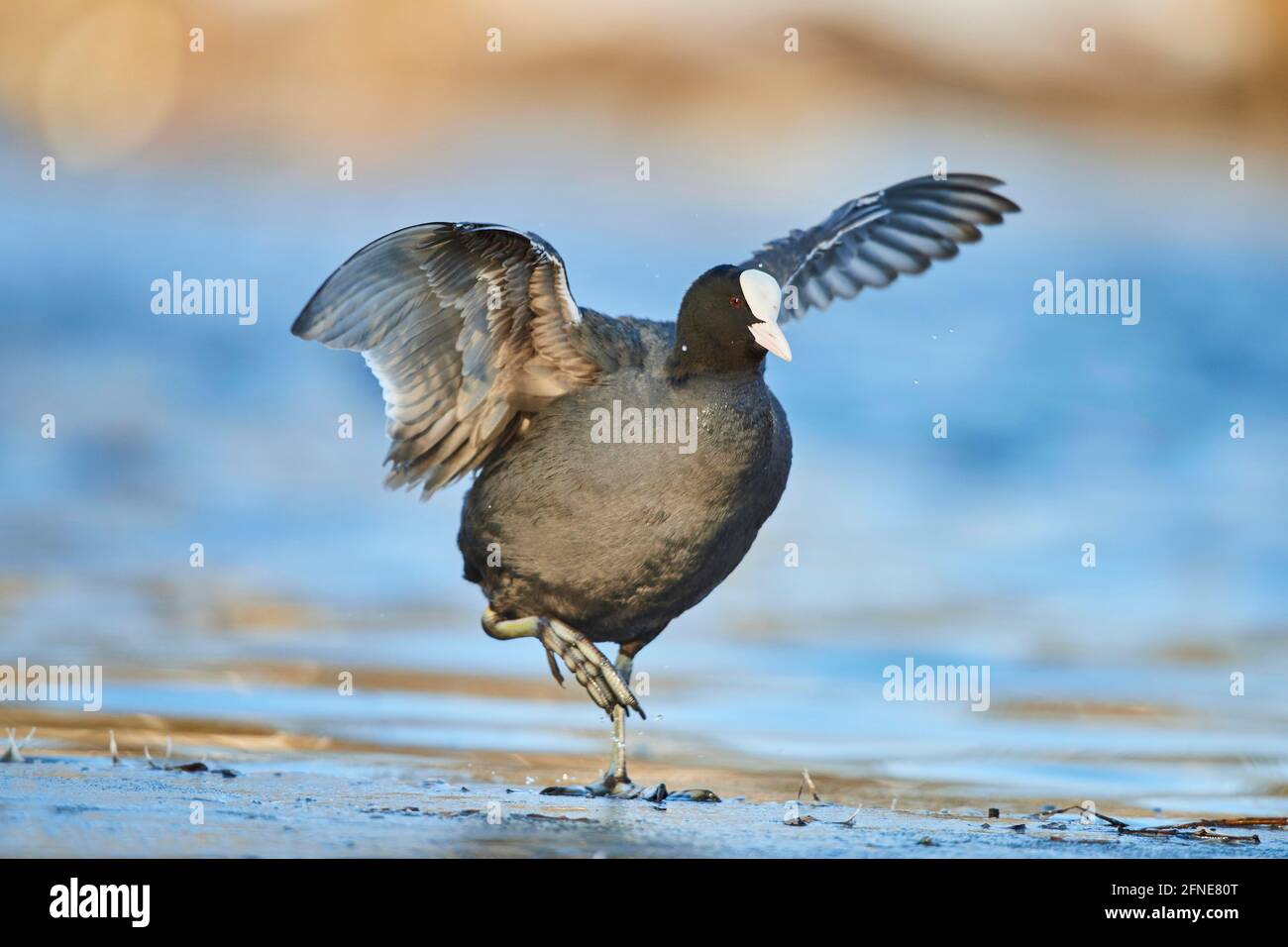 Eurasischer Ruß (Fulica atra) auf einem gefrorenen See, Bayern, Deutschland Stockfoto