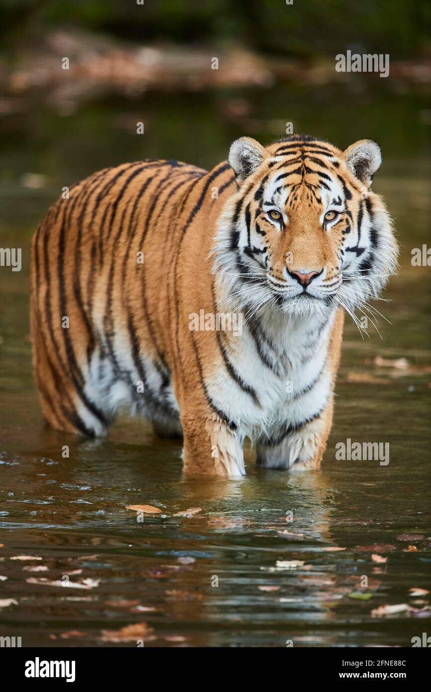 Bengaltiger (Panthera tigris tigris) im Wasser stehend, Porträt, gefangen, Deutschland Stockfoto