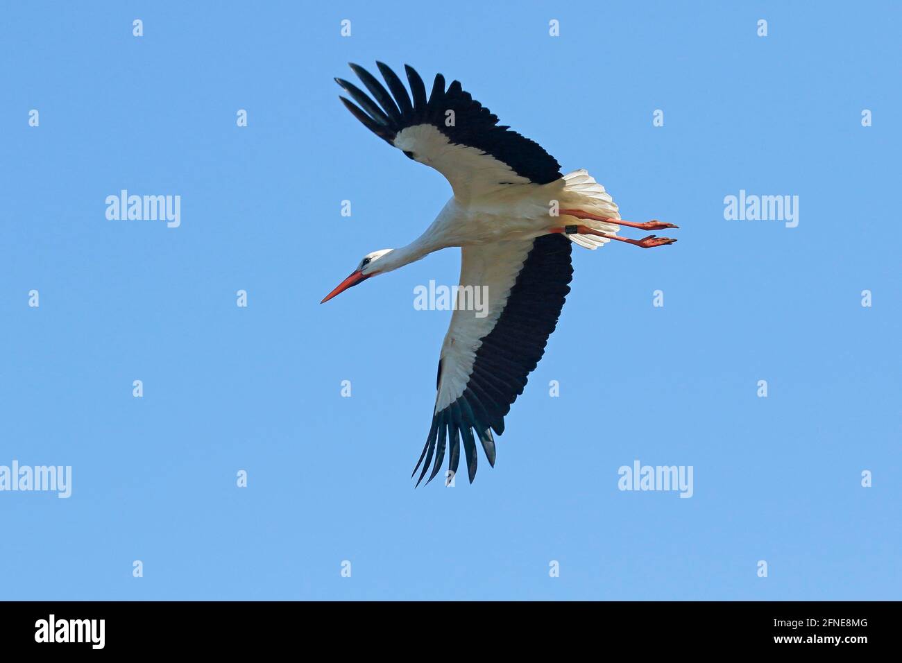 Weißstorch (Ciconia ciconia) im Flug, Schleswig-Holstein, Deutschland Stockfoto