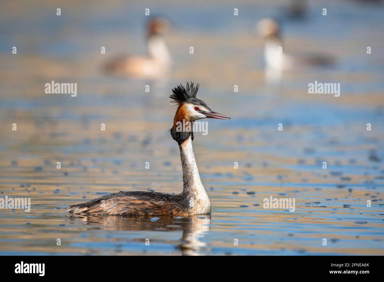 Haubentaucher (Podiceps cristatus), Neuchatelsee, Kanton Waadt, Schweiz Stockfoto