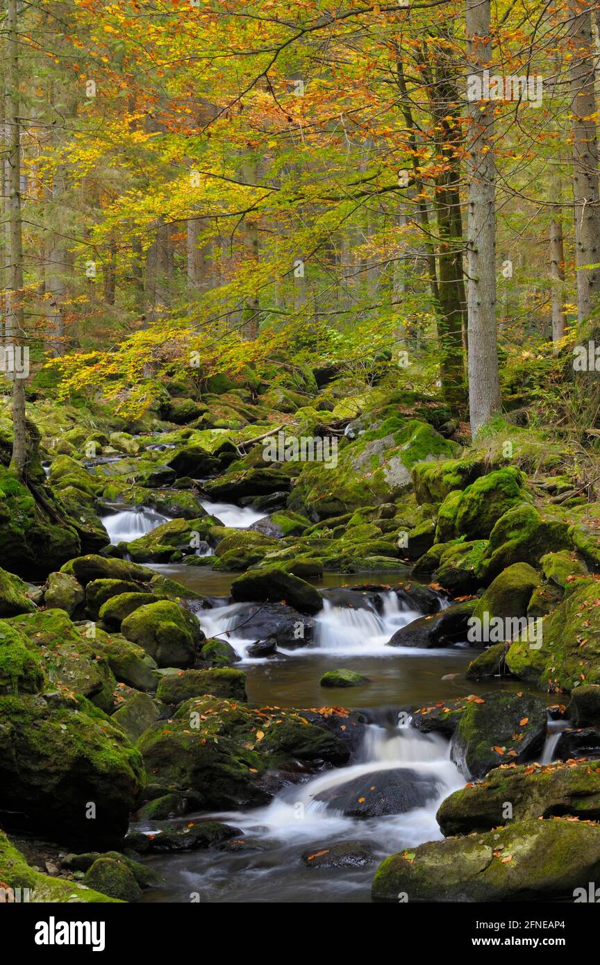 Steinschlucht im Herbst, große Ohe, Oktober, Spiegelau, Nationalpark Bayerischer Wald, Bayern, Deutschland Stockfoto