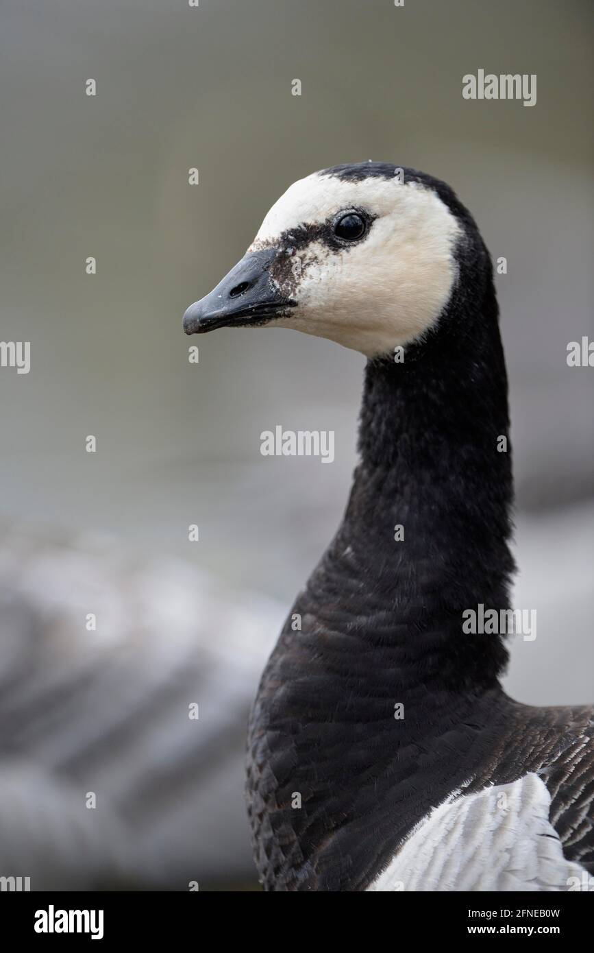 Barnacle Goose, Weißstirngans, erwachsener Vogel, März, Nordrhein-Westfalen, Deutschland Stockfoto