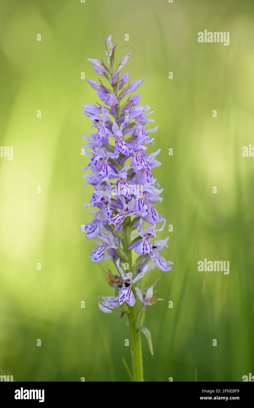 Fuchsorchidee, einblütige Pflanze, Juli, NSG Kendlmühlfilzn, Grassau, Chiemgau, Bayern, Deutschland Stockfoto