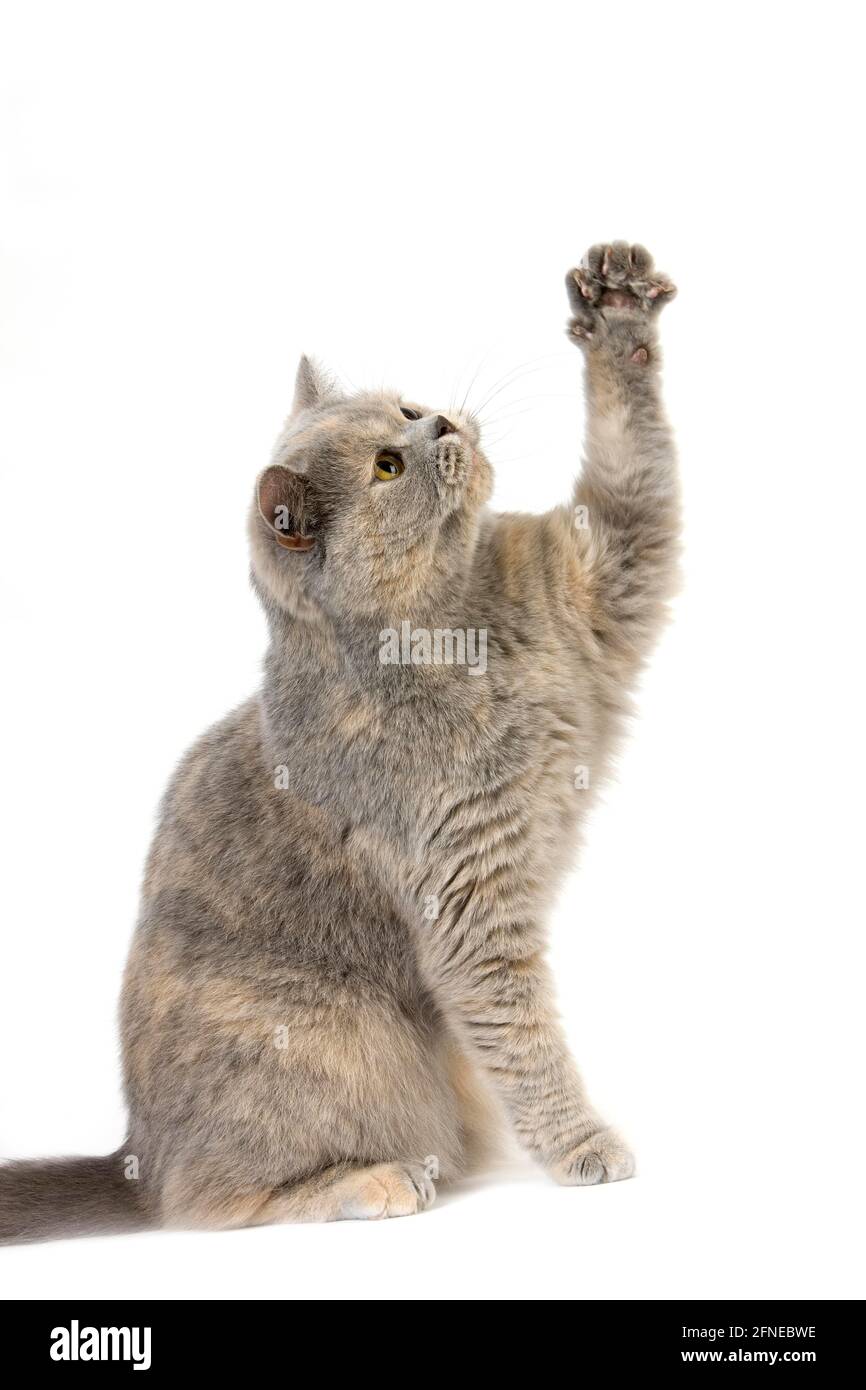 Blaue Creme britische Kurzhaar-Hauskatze, Weibchen vor weißem Hintergrund Stockfoto