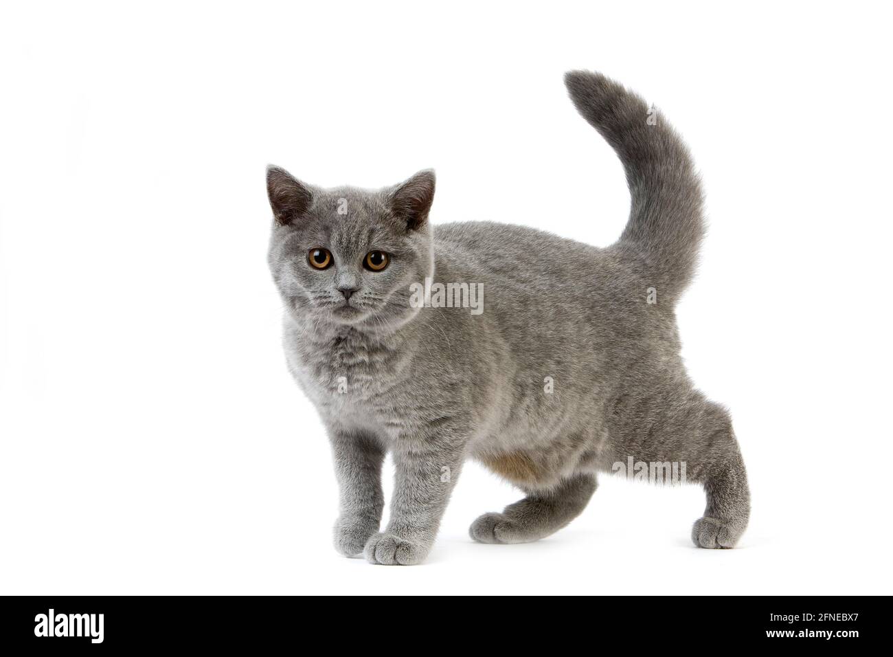 BLAU BRITISH-KURZHAAR-CAT, WEIBLICH VOR WEISSEM HINTERGRUND Stockfoto BLAU BRITISH-KURZHAAR-CAT, WEIBLICH VOR WEISSEM HINTERGRUND Stockfoto