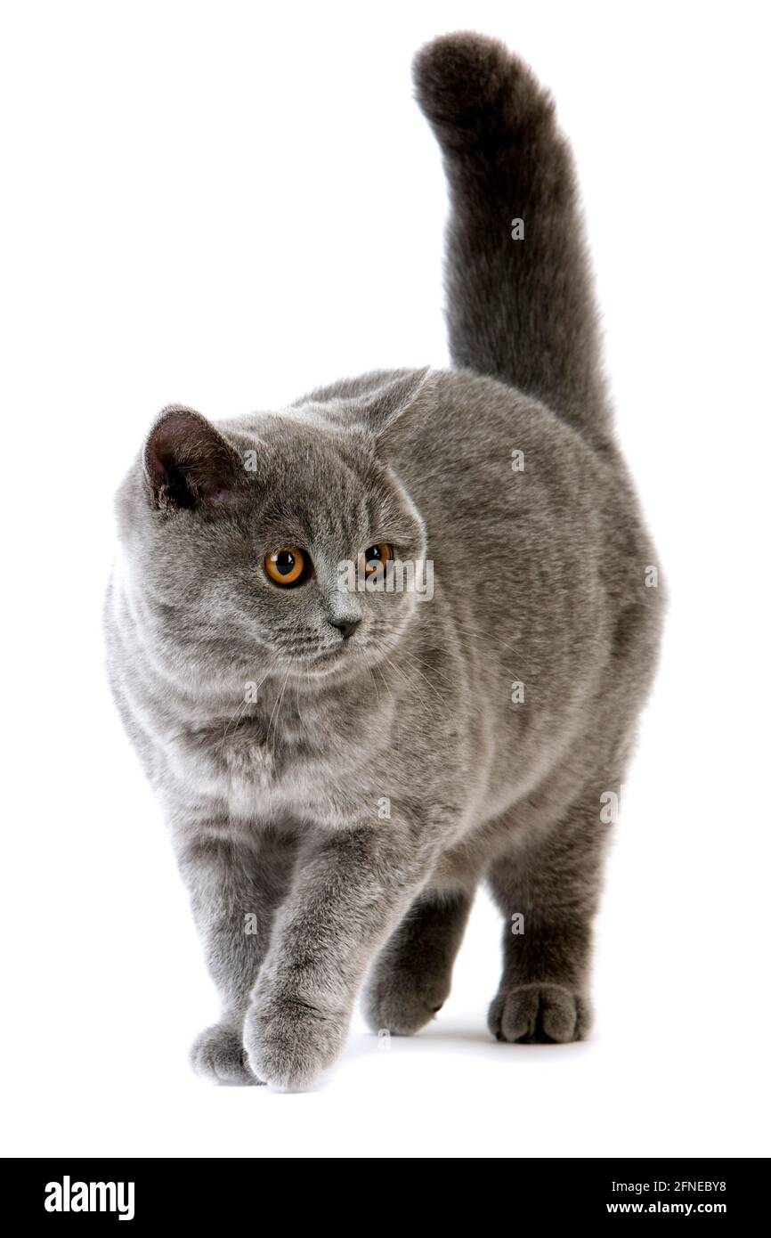 Blaue britische Kurzhaar-Hauskatze, Weibchen vor weißem Hintergrund Stockfoto Blaue britische Kurzhaar-Hauskatze, Weibchen vor weißem Hintergrund Stockfoto