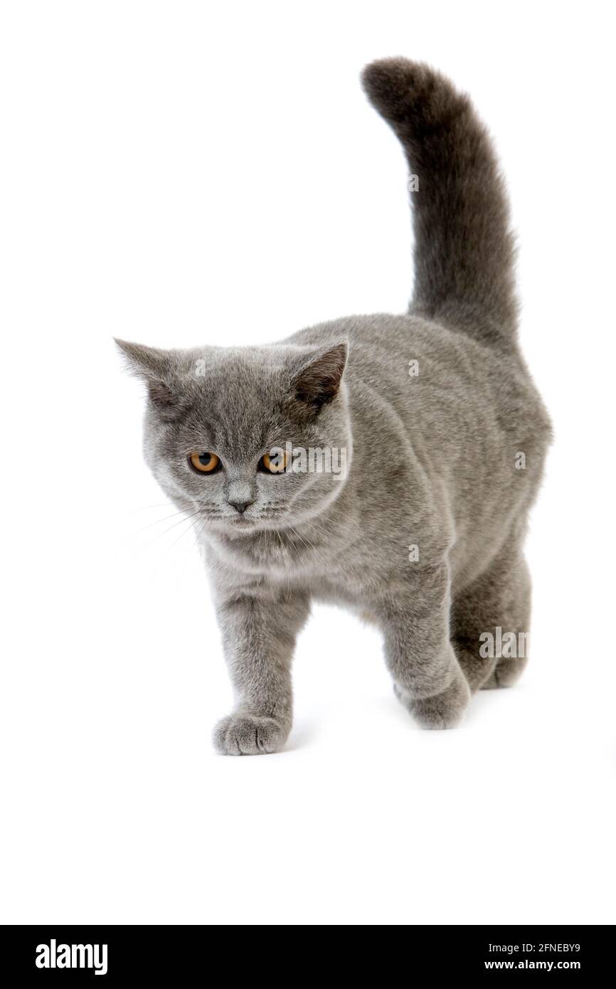 BLAU BRITISH-KURZHAAR-CAT, WEIBLICH VOR WEISSEM HINTERGRUND Stockfoto BLAU BRITISH-KURZHAAR-CAT, WEIBLICH VOR WEISSEM HINTERGRUND Stockfoto
