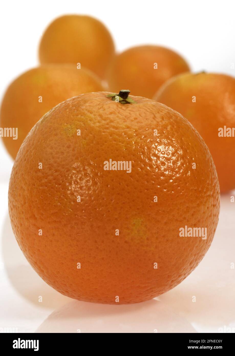 Citrus sinensis, Orange, Orangenbaum (Citrus sinensis), Orangenbaum, Orange, Familie der Rue, Zitrussinensiss vor weißem Hintergrund, Orange, Orange Stockfoto