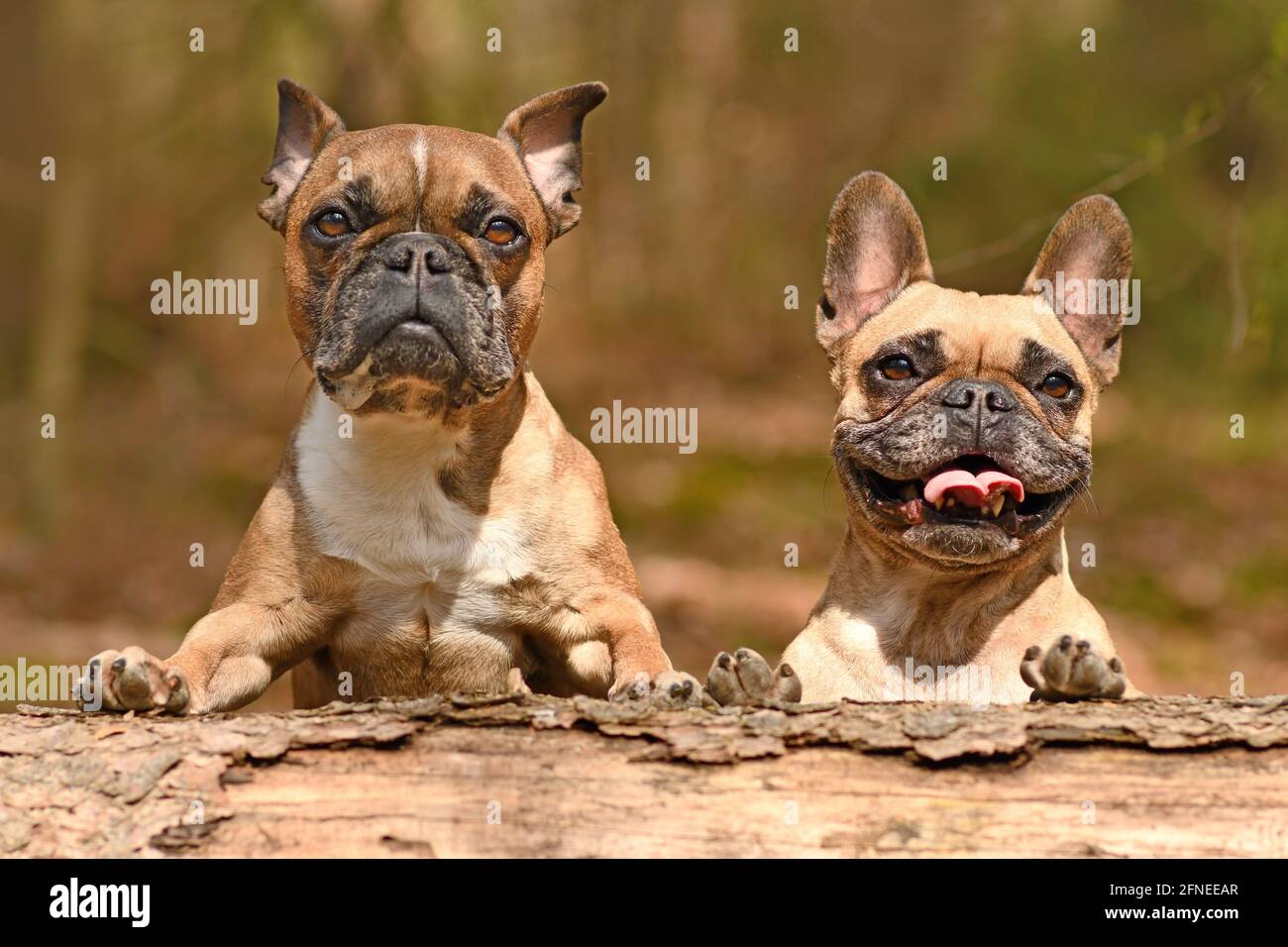 Ein Paar französische Bulldoggen, die über einen umgestürzten Baumstamm blicken Stockfoto