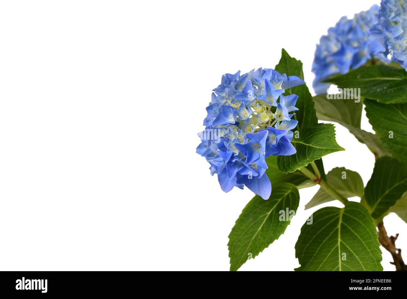 Blaue Blüten der 'Hydrangea'-Pflanze auf weißem Hintergrund Mit Kopierbereich Stockfoto