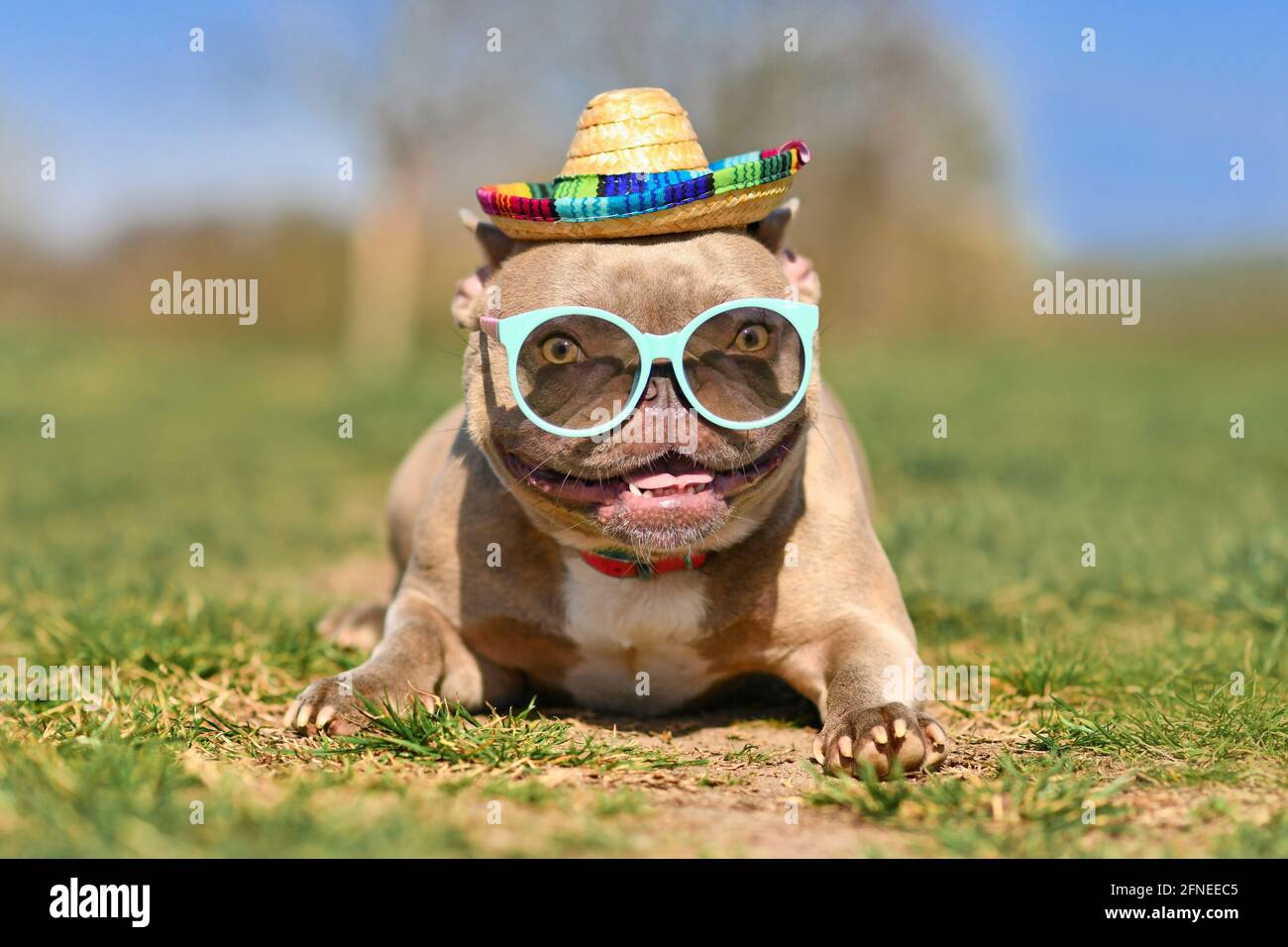 Lustige coole französische Bulldogge mit blauer Sonnenbrille und mexikanischer Kleidung Strohhut im Sommer an heißen Tagen Stockfoto