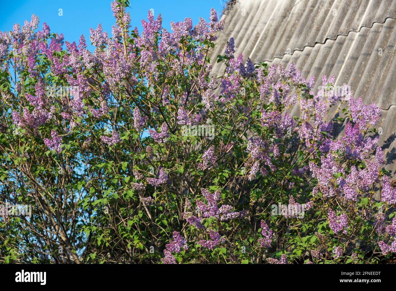 Dicke Fliederbusch blüht im Frühjahr Anfang Mai Stockfoto