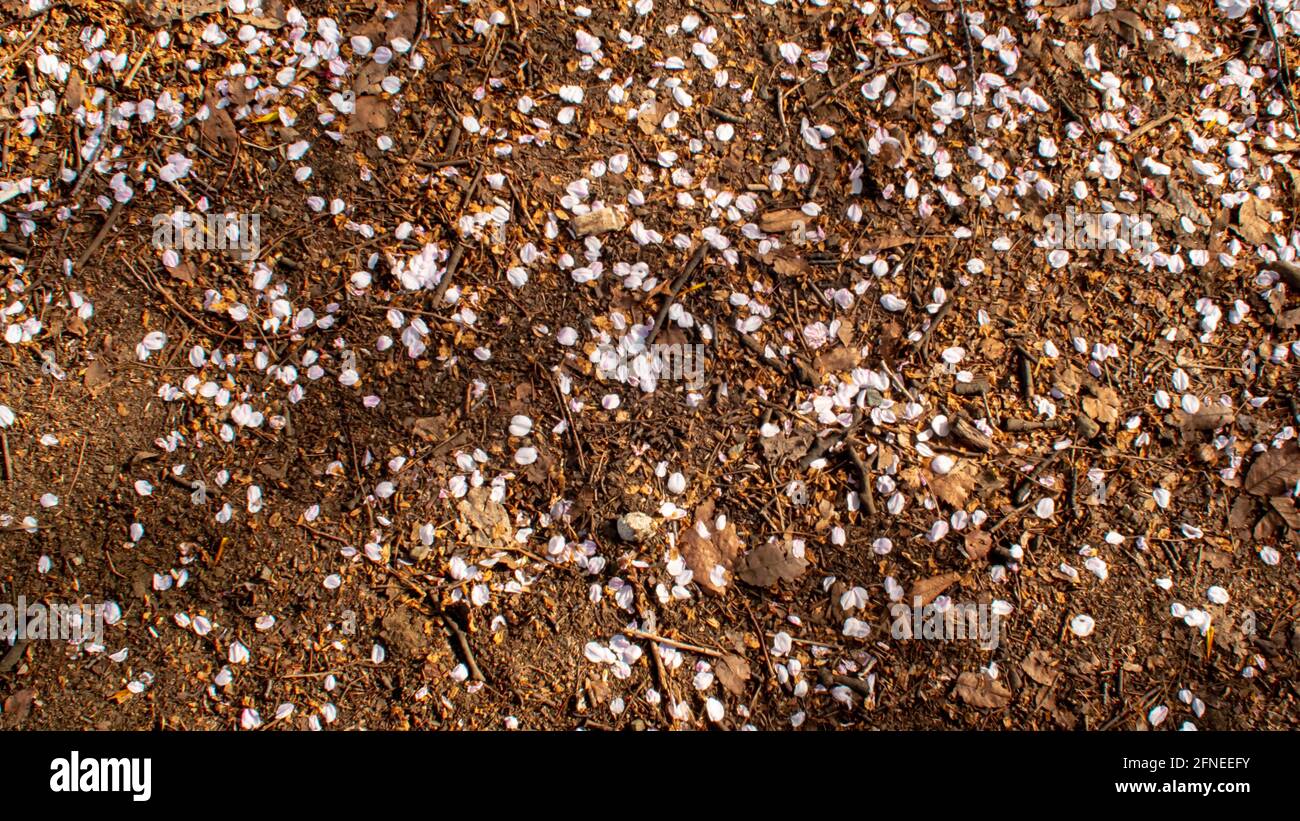 Blütenblätter der Kirschblüte der Sakura fallen auf den Boden und bedecken den Boden wie Schnee. Stockfoto