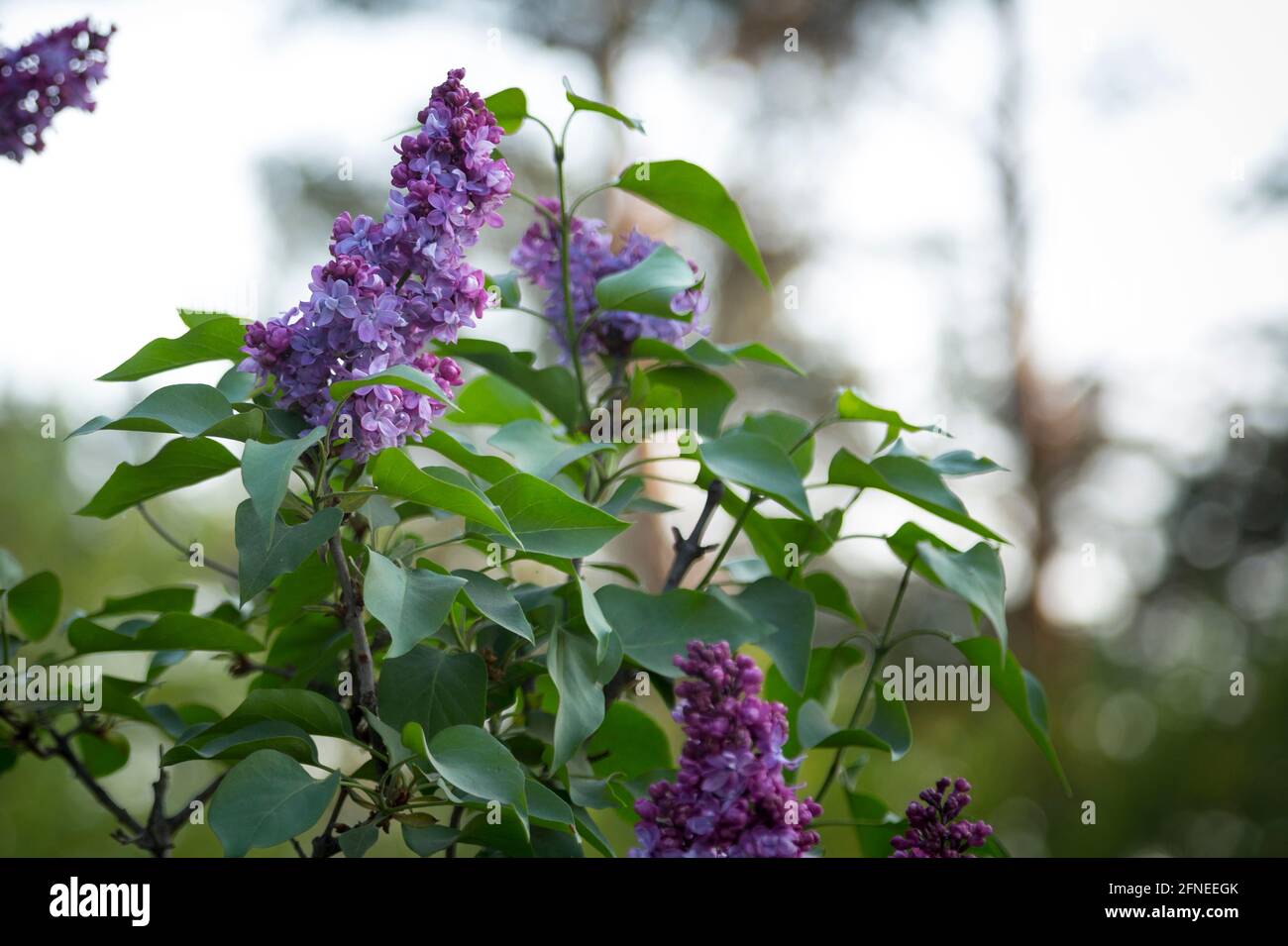 Ein Bündel der Flieder blühte im frühen Frühling Anfang Mai. Stockfoto