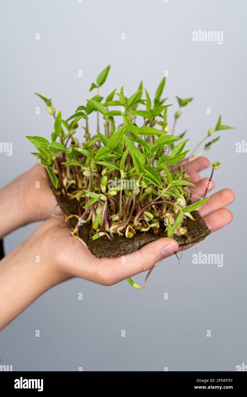 Anbauen von Mikrogrüns für Lebensmittel. Halten Sie Mungbohne in den Händen von Kindern. Grüne Pflanze für Salat. Uraban Gartenarbeit und ein nützliches Hobby. Microgreen mit Copy Spa Stockfoto