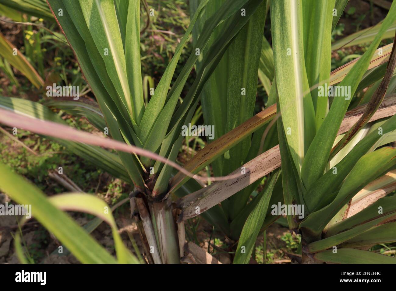 Zuckerrohr fest Nahaufnahme auf dem Feld für die Ernte Stockfoto