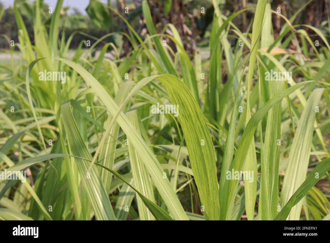 Zuckerrohr fest Nahaufnahme auf dem Feld für die Ernte Stockfoto