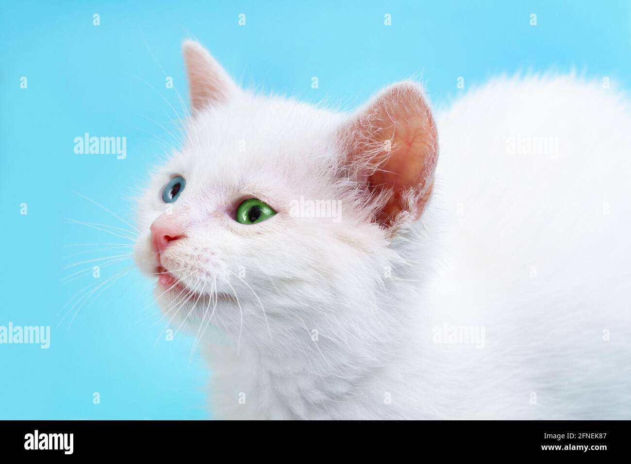 Porträt eines kleinen weißen Kätzchens mit blauen und grünen Augen auf blauem Hintergrund. Nahaufnahme. Stockfoto