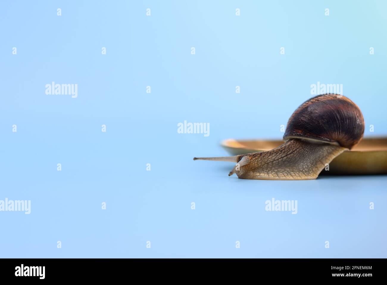 Die Schnecke gleitet von der Platte Stockfoto