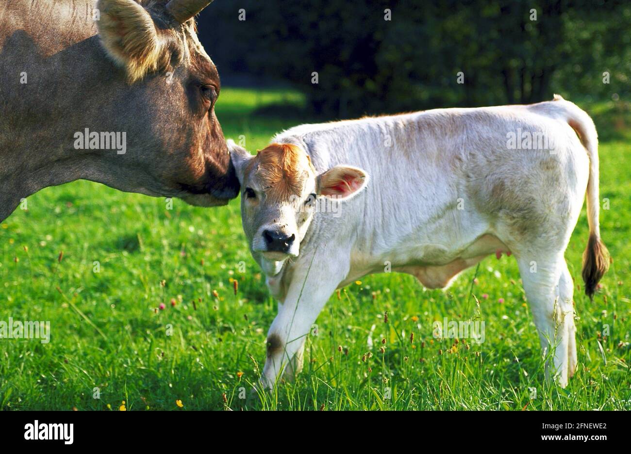 Kuh und Kalb auf einem Bio-Bauernhof in der Nähe von Ampfing. [Automatisierte Übersetzung] Stockfoto