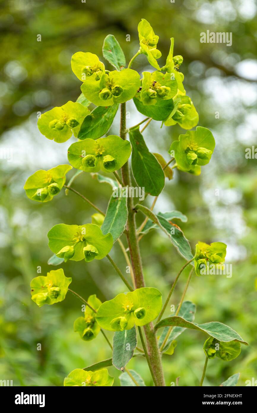 Holzspurge (Ephorbia amygdaloides), die im Mai in Hampshire in Wäldern wächst. Wildblumen, Wildblumen. Stockfoto