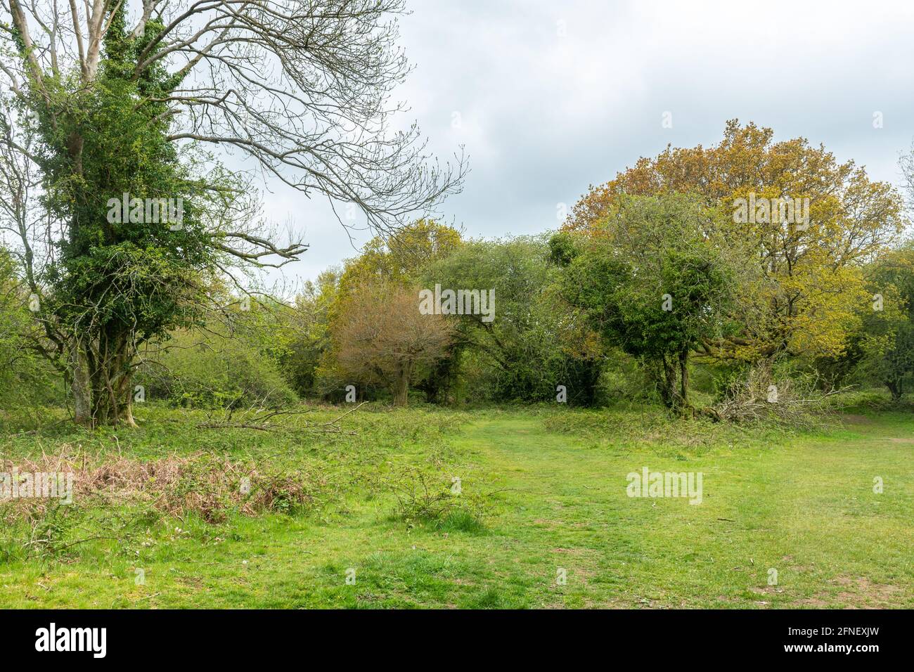 Waldweide Lebensraum bei Selborne Common SSSI in Hampshire, England, Großbritannien Stockfoto