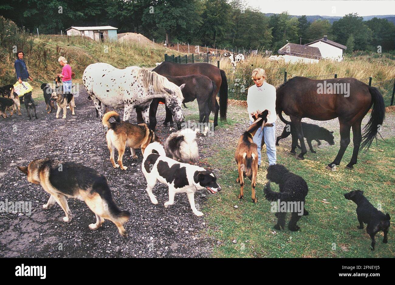 In diesem Tierheim in Arnsberg auf dem ehemaligen belgischen Militärgebiet  leben fast 100 Hunde und andere Tiere frei. [Automatisierte Übersetzung]  Stockfotografie - Alamy